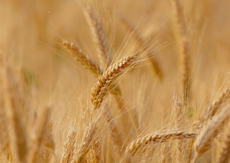 بیش از ۳۴ هزار تن گندم بذری فارس در مرودشت تولید می شود
