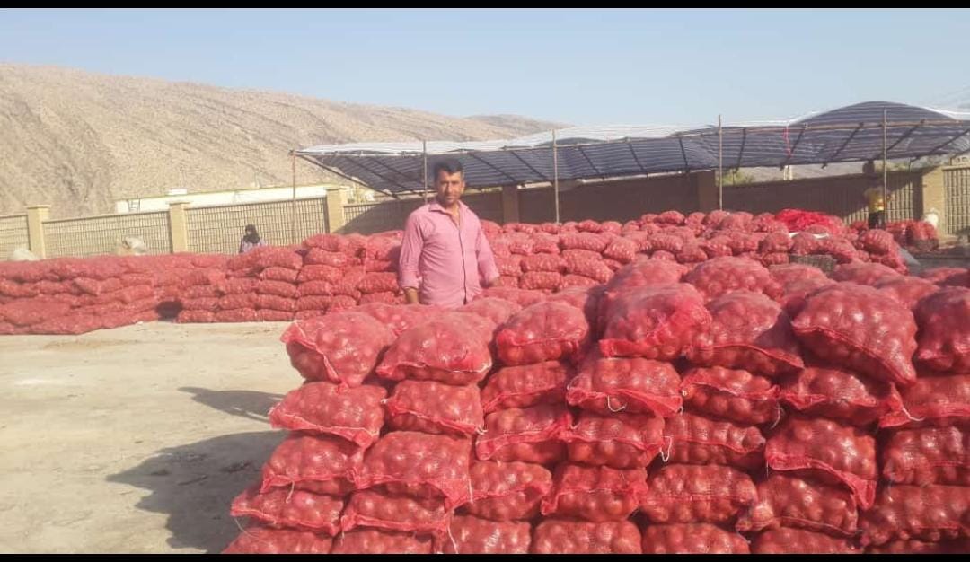 تولید پیاز در شهرستان شیراز به  بیش از ۳۰ هزارتن  رسید