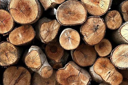 قاچاقچیان چوب بلوط‌های جنگلی در منطقه حفاظت  شده مله گاله دستگیر شدند