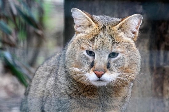رها سازی یک فرد گربه جنگلی همزمان با روز جهانی حیات  وحش در داراب