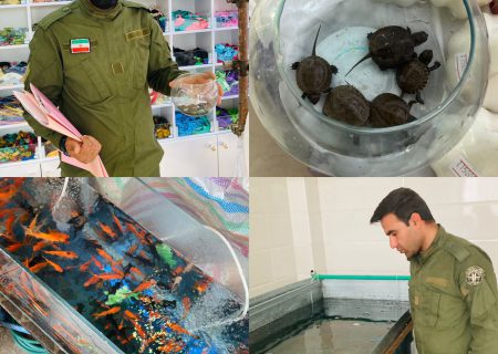 جمع آوری لاکپشت های برکه ای و آکواریومی از ماهی فروشی های سطح شهر کازرون