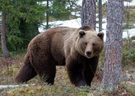 تلف شدن دو فرد خرس قهوه ای بر اثر تصادف و شکار