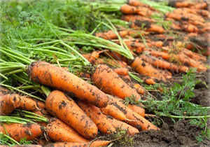 تولید ۳۰ هزار تن هویج در مرودشت