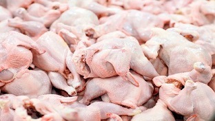 ۱۴۰۰ تن مرغ در مرودشت آماده عرضه به بازار