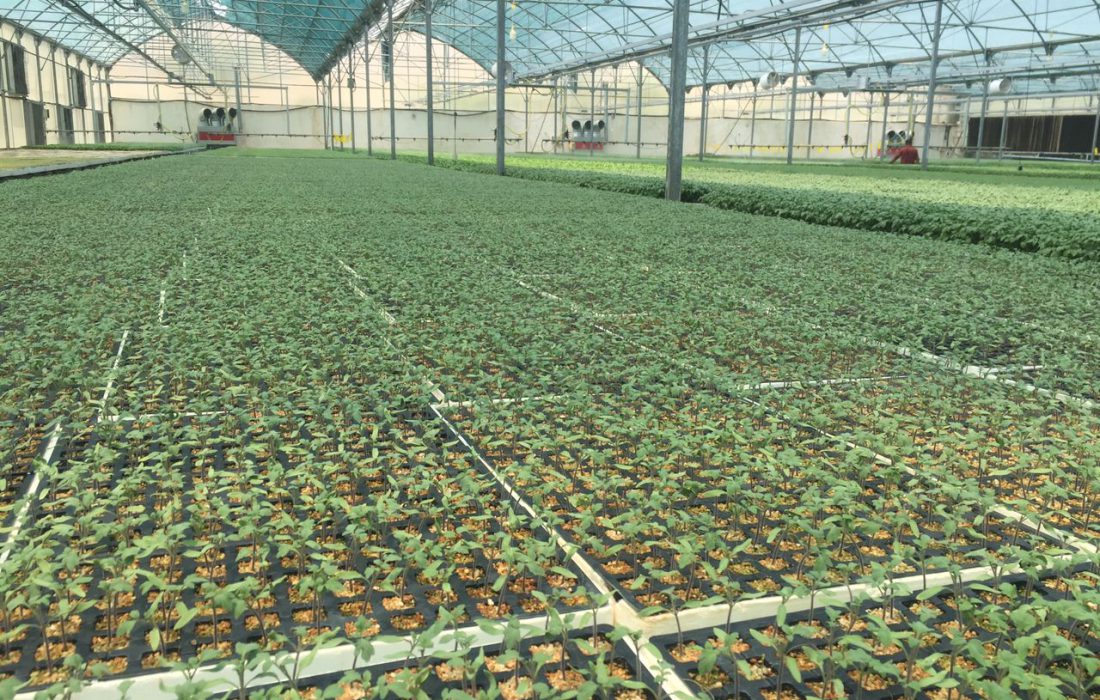 تولید نشاء سبزی و صیفی در گلخانه های بخش مرکزی لارستان