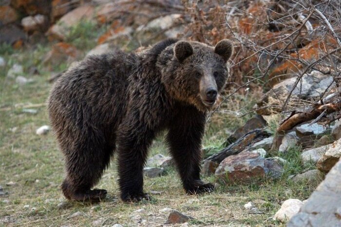 بررسی وضعیت زیستی خرس قهوه‌ای در کازرون
