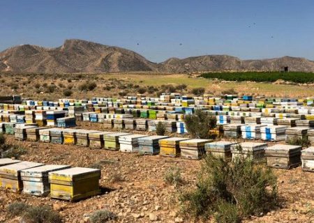 سرشماری زنبورستان ها در مرودشت آغازشد