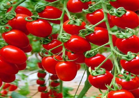 ۱۰ هزار هکتار در فارس به گوجه فرنگی اختصاص دارد