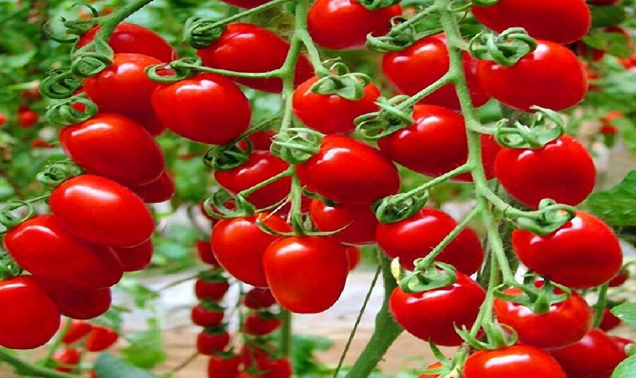 ۱۰ هزار هکتار در فارس به گوجه فرنگی اختصاص دارد