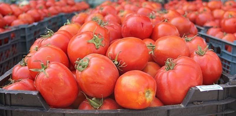 برداشت گوجه فرنگی در بیضا ادامه دارد