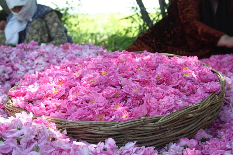 رایزنی برای تعیین قیمت گل محمدی در فارس 