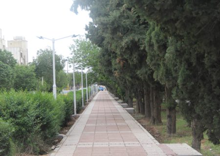 ماجرای قطع ۸۰۰ اصله درخت برای ساخت تقاطع رحمت-سفیر در شیراز چیست؟