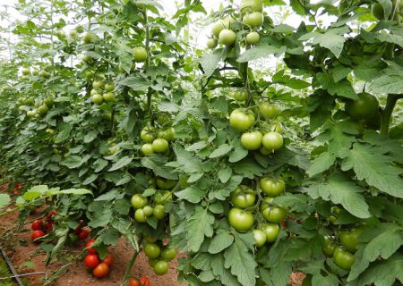 صادرات گوجه فرنگی گلخانه ای در شهرستان کوار