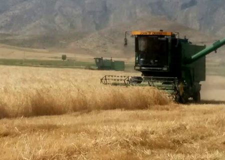 تولید ۵۵ هزار تن گندم در فیروزآباد