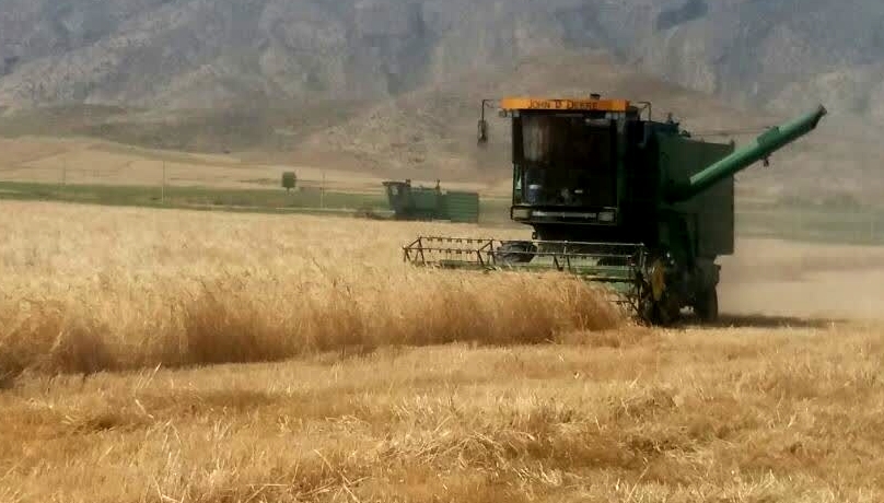 تولید ۵۵ هزار تن گندم در فیروزآباد