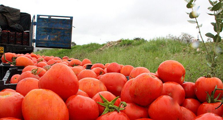 اجرایی شدن خرید توافقی گوجه فرنگی در فارس