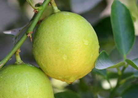 پیش بینی برداشت ۱۵۰۰تن لیمو از باغهای مُهر