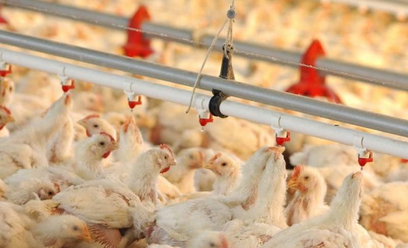 پیش بینی تولید ۲۵۰۰ تن گوشت مرغ در بیضا