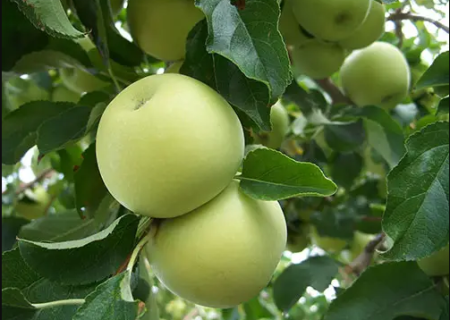 پیش بینی برداشت دو برابری سیب گلاب در بیضا