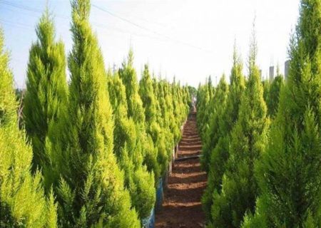 سالانه یک‌میلیون درخت در فارس کاشته می‌شود