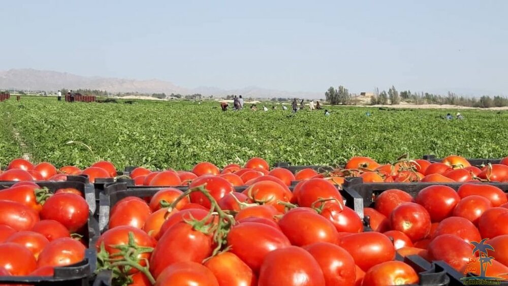 خرید توافقی ۱۰۰ هزارتن گوجه‌ فرنگی در فارس