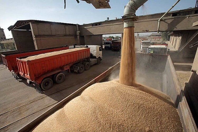 گندم خریداری شده در فارس از مرز یک میلیون تن گذشت