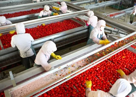 پیش بینی خرید توافقی ۸۷ هزار تن گوجه فرنگی در بیضا