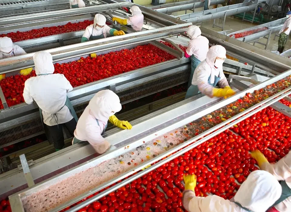 پیش بینی خرید توافقی ۸۷ هزار تن گوجه فرنگی در بیضا