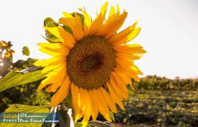 گزارش تصویری| مزرعه گل آفتابگردان دالین سپیدان