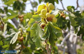 گزارش تصویری|برداشت انجیر از انجیرستان های شهرستان استهبان