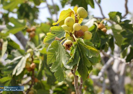 گزارش تصویری|برداشت انجیر از انجیرستان های شهرستان استهبان