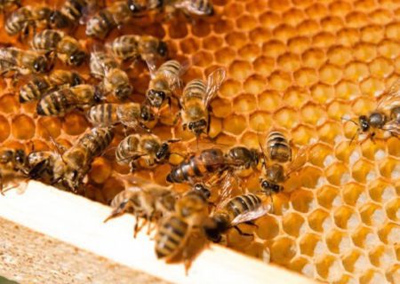 تولید ۴۵ تن عسل از کلنی های زنبورعسل در ارسنجان