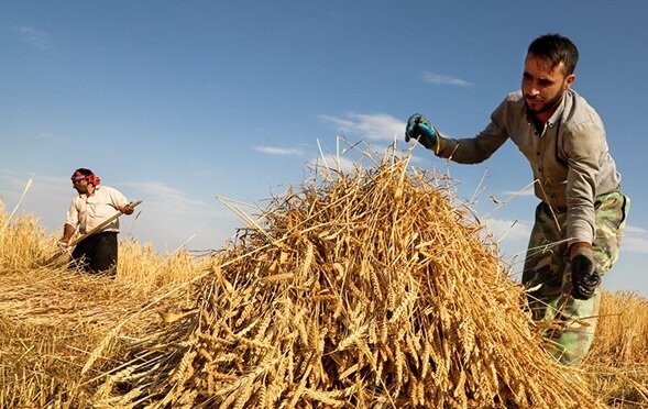 پرداخت ۱۵ هزار میلیارد تومان مطالبه کشاورزان فارس در سفر رئیس جمهور