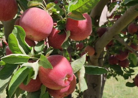 برداشت سیب درختی از باغات اقلید