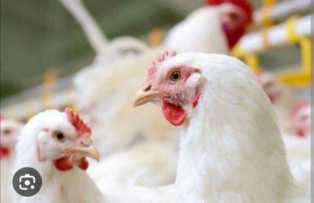 تولید ۱۵۵۵ تن گوشت مرغ در ارسنجان