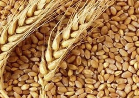 آغاز توزیع بذر گواهی شده گندم در شهرستان ارسنجان