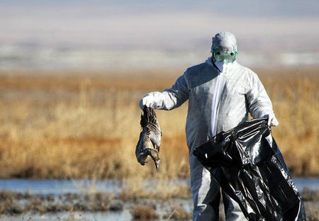 تمهیدات برای پیشگیری از شیوع آنفلوانزای پرندگان در مناطق تالابی فارس