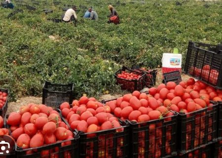 پایان برداشت ۱۴۰۰هکتاری گوجه فرنگی در ارسنجان