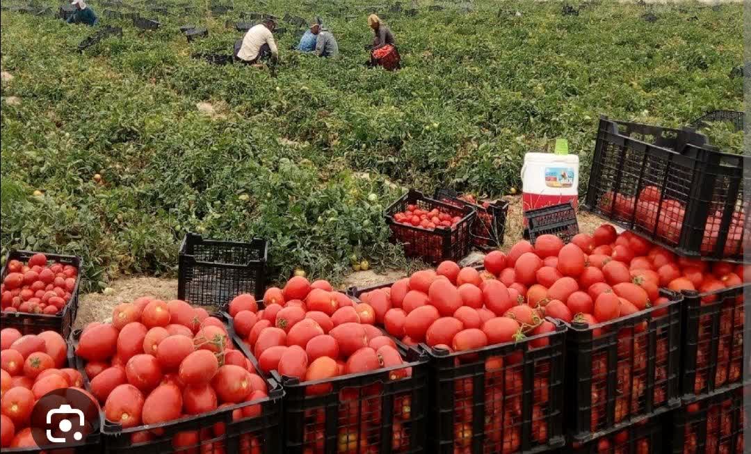 پایان برداشت ۱۴۰۰هکتاری گوجه فرنگی در ارسنجان