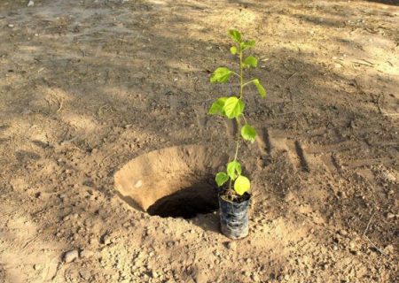 آموزش درختکاری به بیش از ۸۵ هزار دانش‌آموز فارس