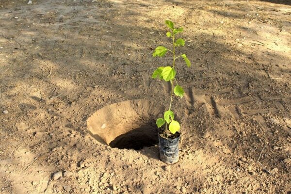 آموزش درختکاری به بیش از ۸۵ هزار دانش‌آموز فارس