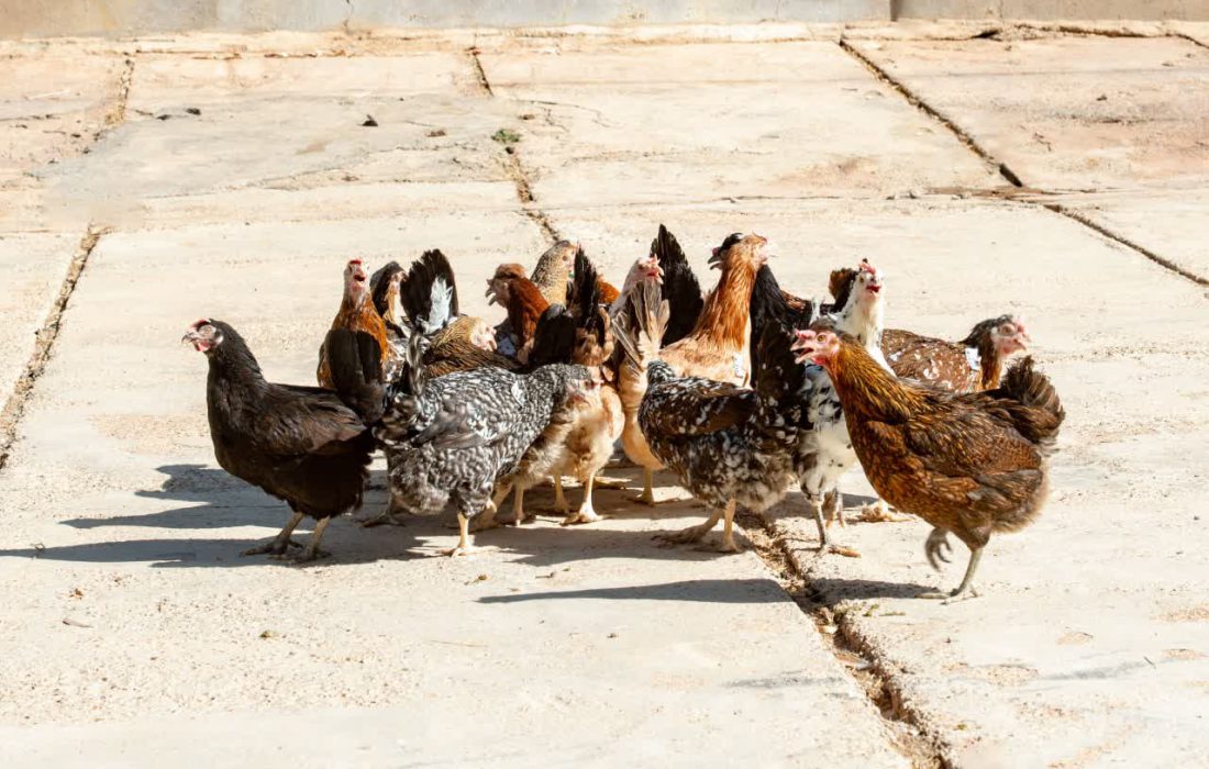 تولید سالانه بیش از ۱۶ میلیون قطعه مرغ بومی در فارس