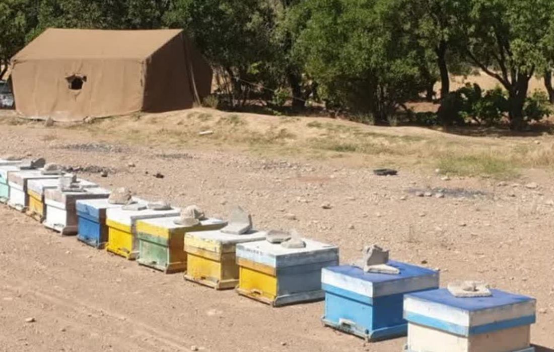 تولید  ۱۲۵۰۰ تن عسل در استان فارس