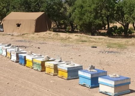 تولید  ۱۲۵۰۰ تن عسل در استان فارس