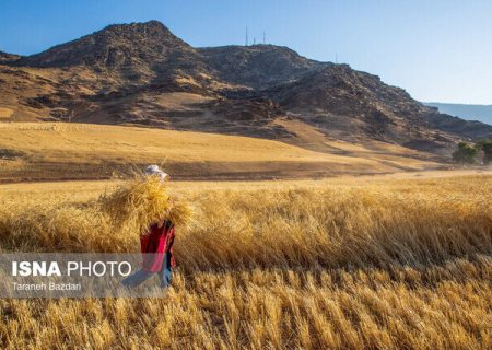 ‌خرید تضمینی گندم در فارس به ۶۰ هزار تن رسید