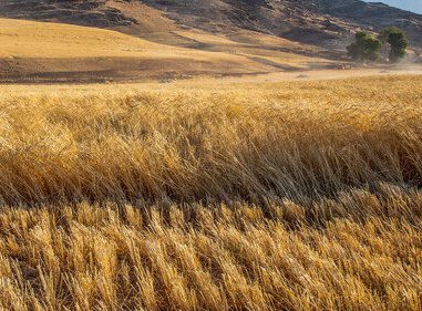 ‌خرید تضمینی گندم در فارس به ۶۰ هزار تن رسید