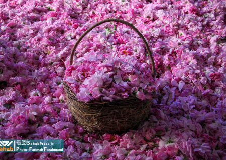گزارش تصویری | برداشت گل محمدی و گلاب گیری در میمند فارس