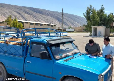 کشف ۹۷ راس دام قاچاق در فیروزآباد