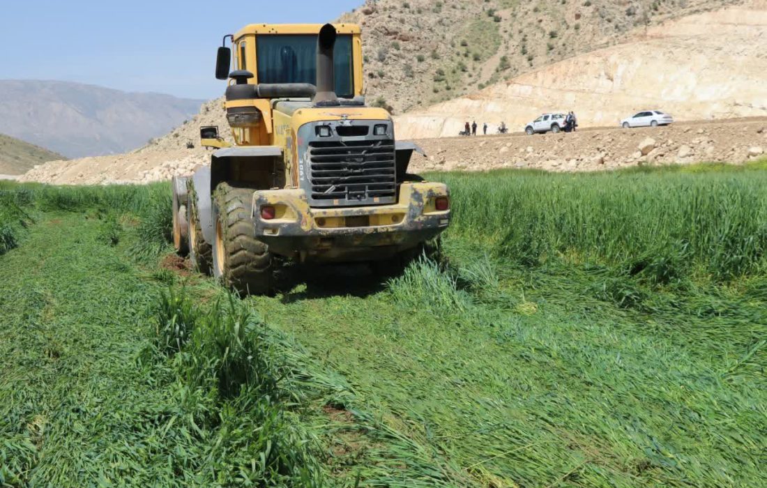 سطح مزارع آلوده ی امحاء شده به ۴۰۰ هکتار رسید