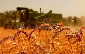 خرید تضمینی بیش از ۳۶۰ هزار تن گندم در فارس